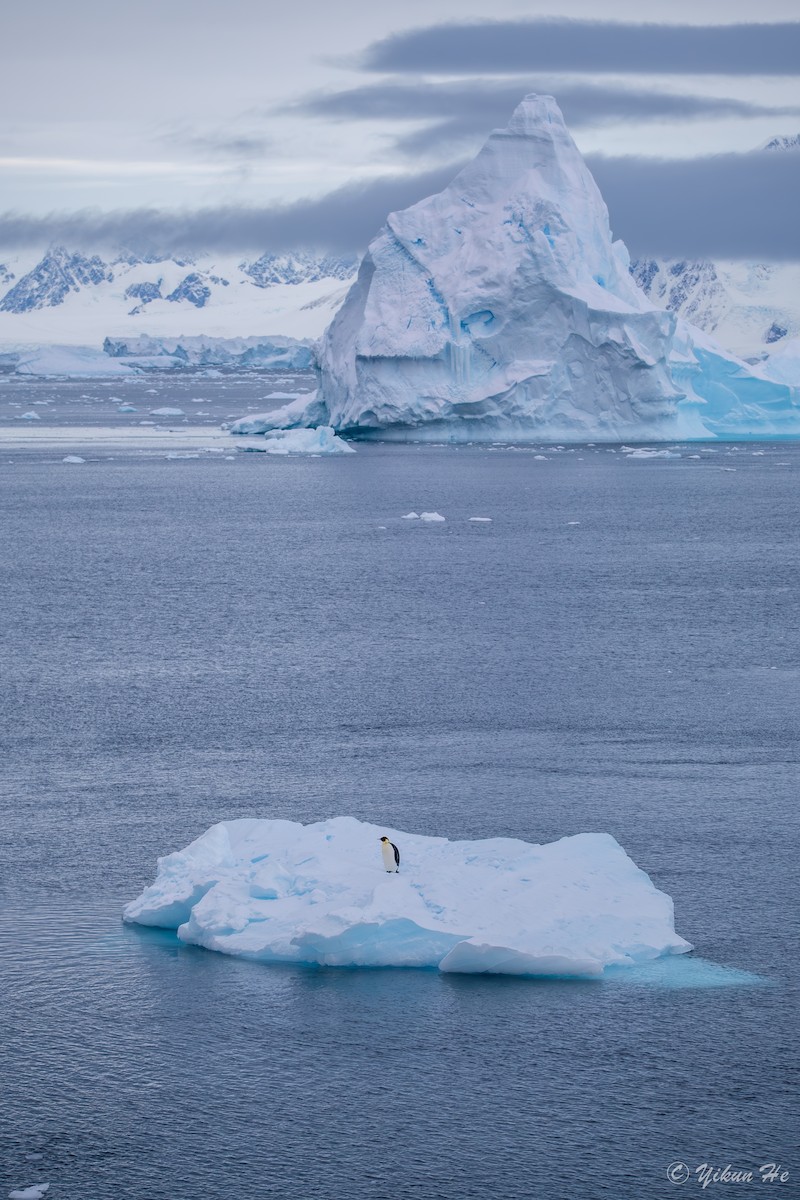 Emperor Penguin - ML639732575