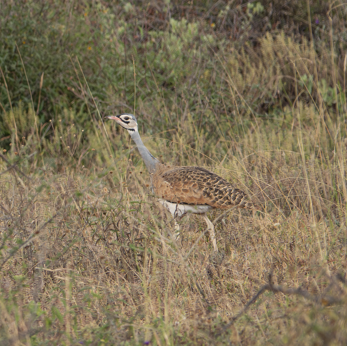 White-bellied Bustard - ML639732581