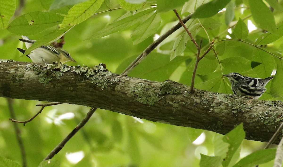 Cerulean Warbler - ML639732590