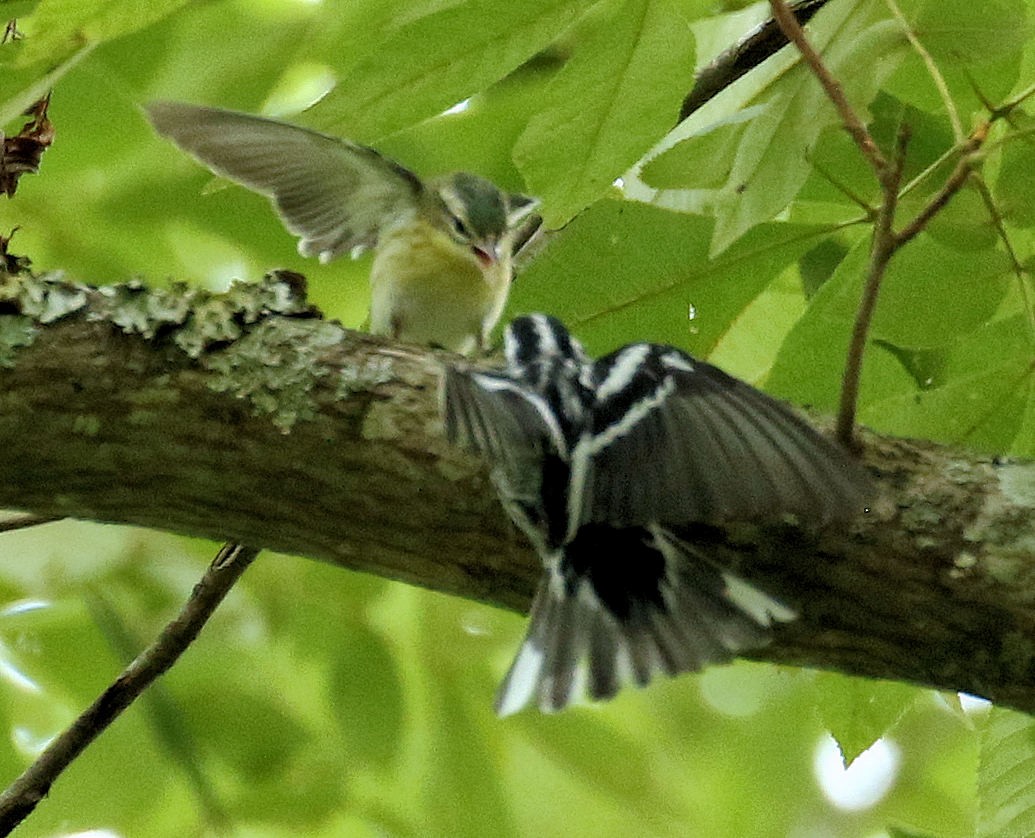 Cerulean Warbler - ML639732654