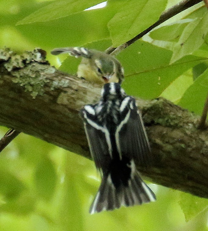 Cerulean Warbler - ML639732676
