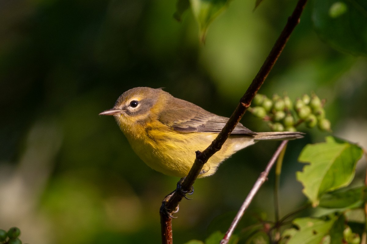 Prairie Warbler - ML639732942