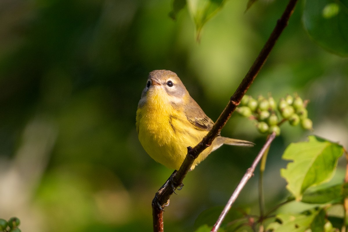 Prairie Warbler - ML639732943
