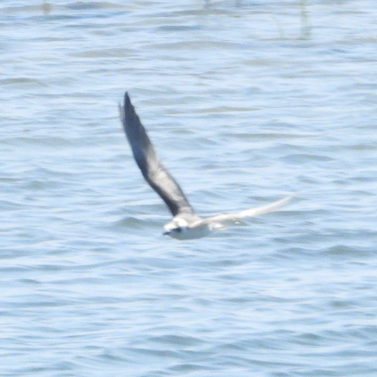 rybák bělokřídlý - ML639732953