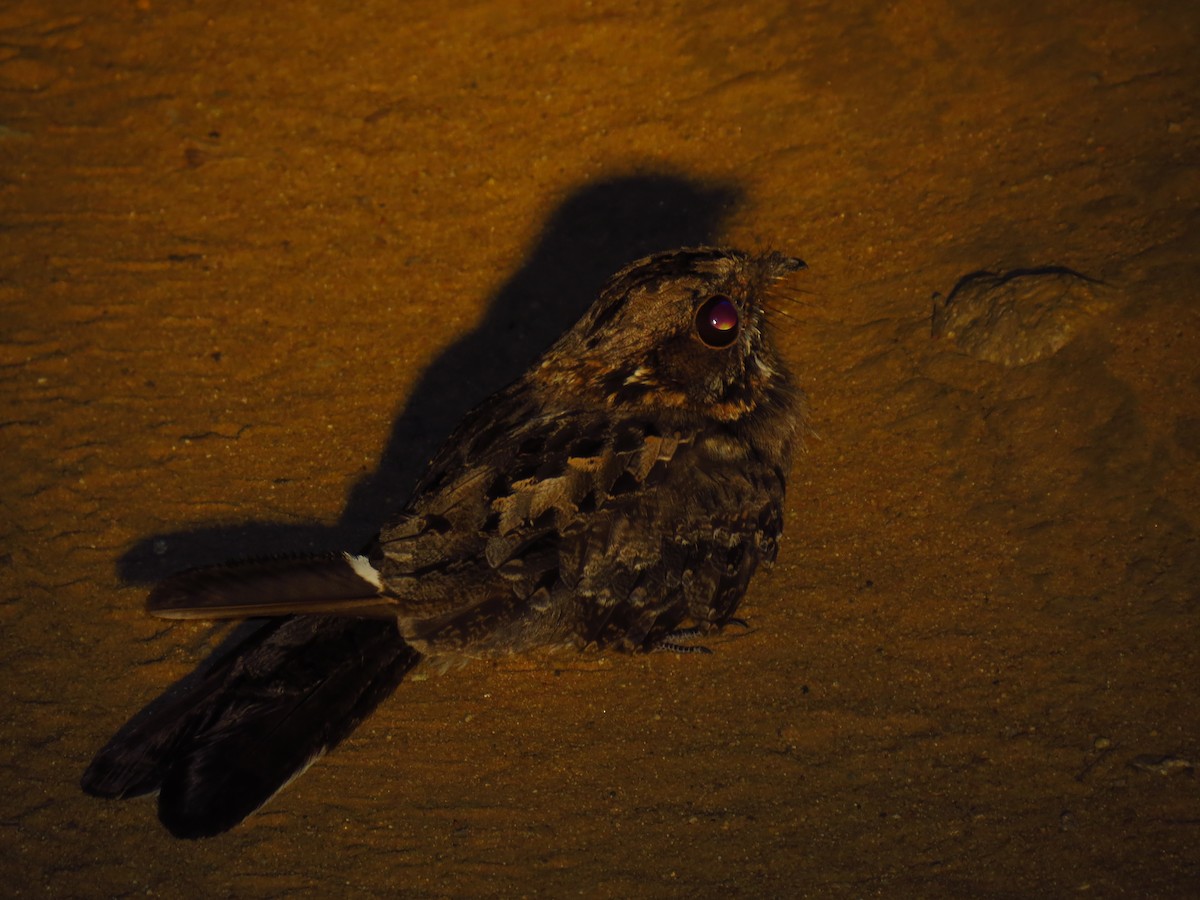 Fiery-necked Nightjar - ML639732982