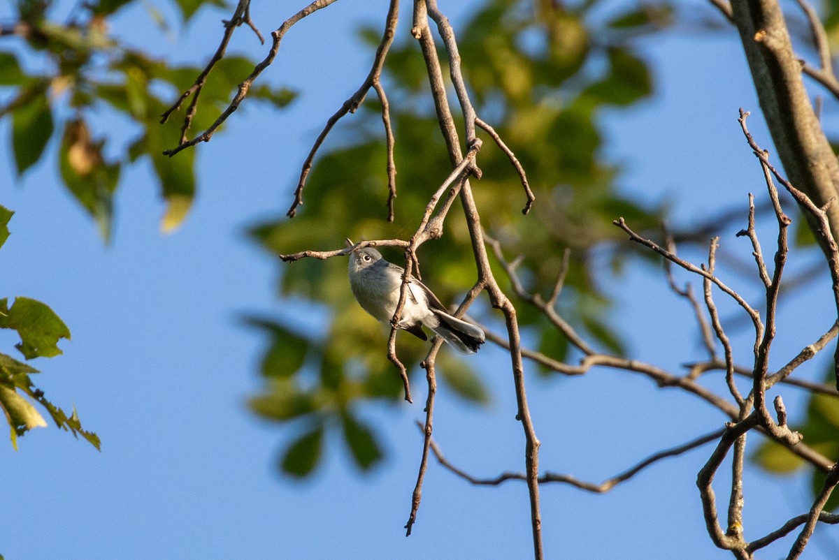 Blue-gray Gnatcatcher - ML639732983