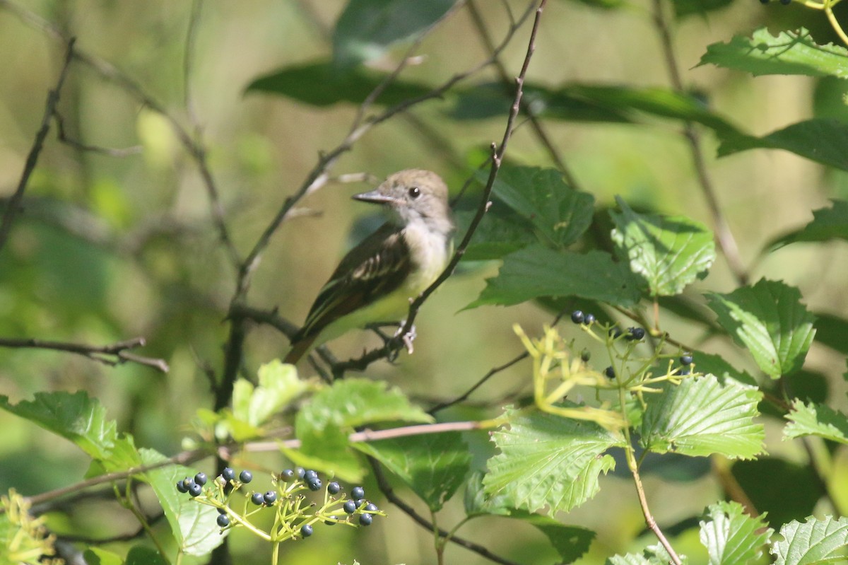 Great Crested Flycatcher - ML639732987