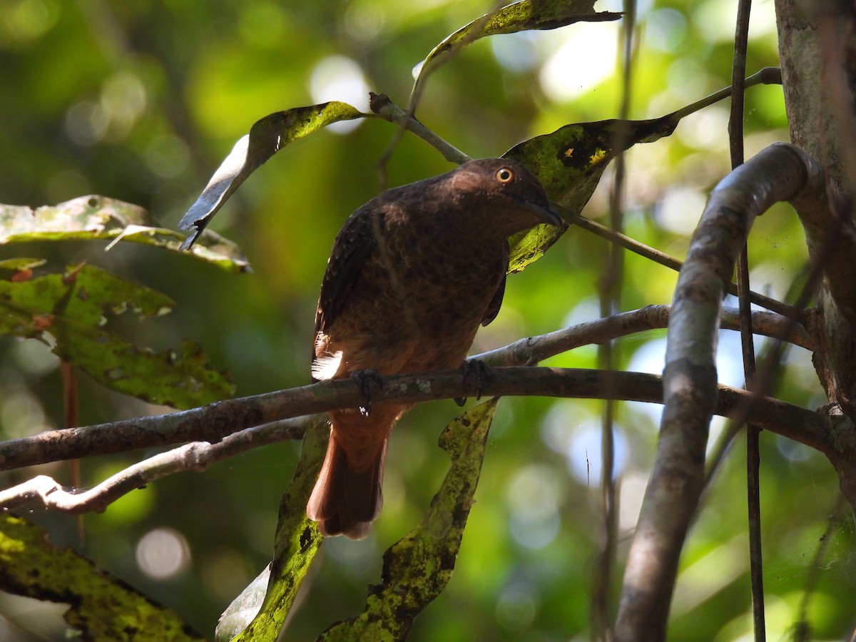 Plum-throated Cotinga - ML639732988