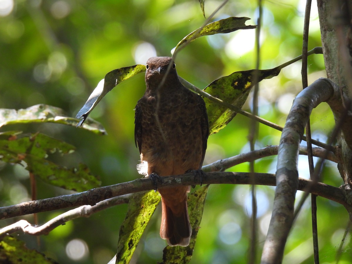 Plum-throated Cotinga - ML639733009