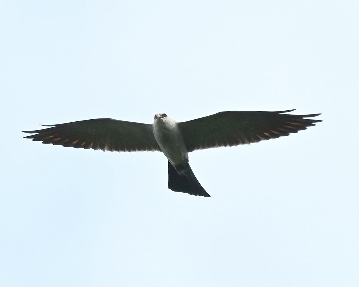 Missisipi Çaylağı - ML639733021