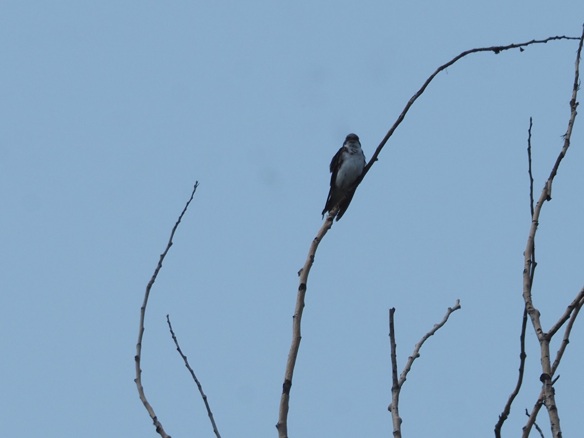 Tree Swallow - ML639733023