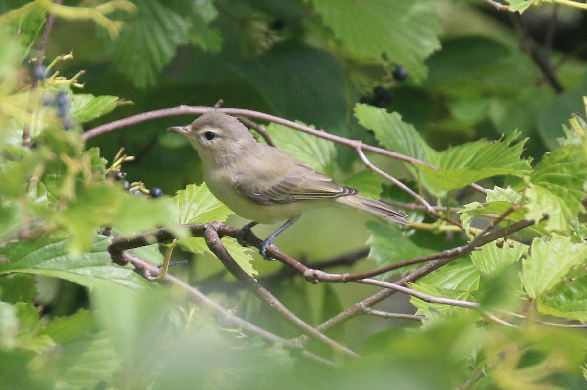 Warbling Vireo - ML639733034