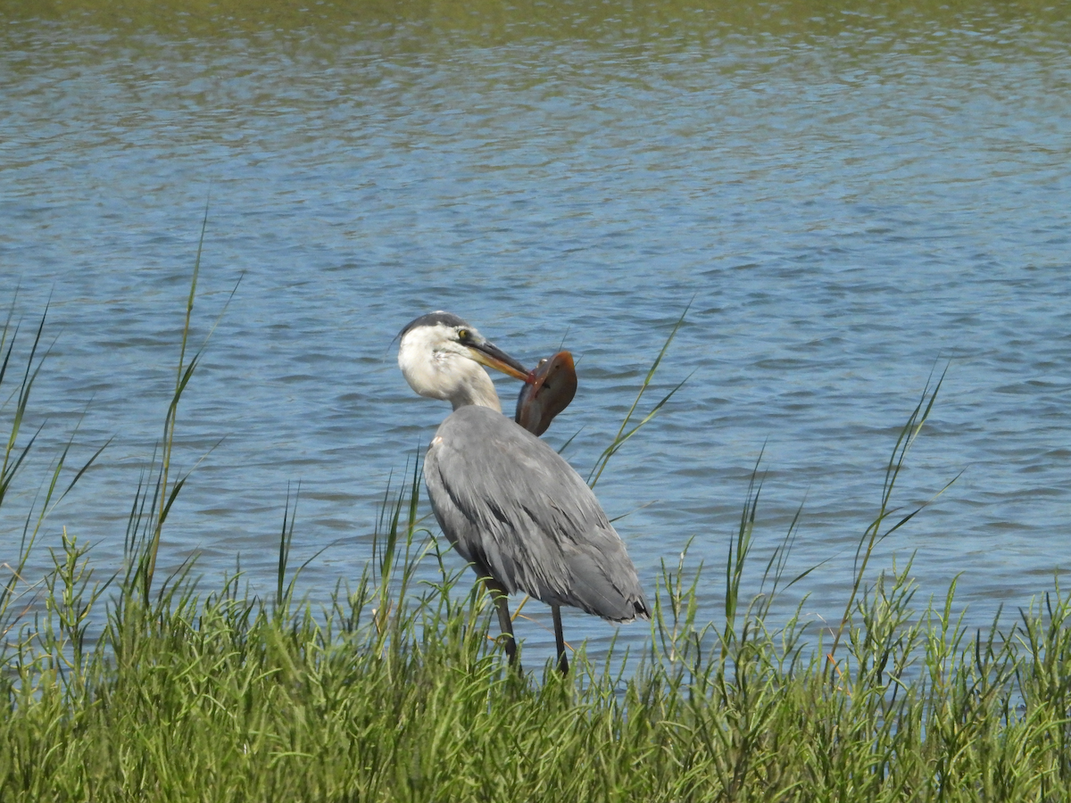 volavka velká - ML639733042