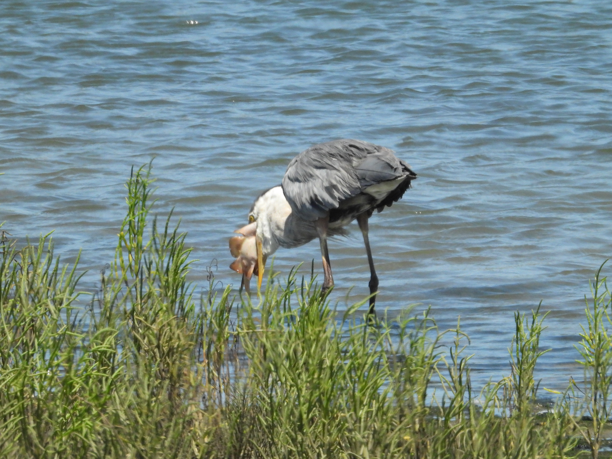 volavka velká - ML639733062