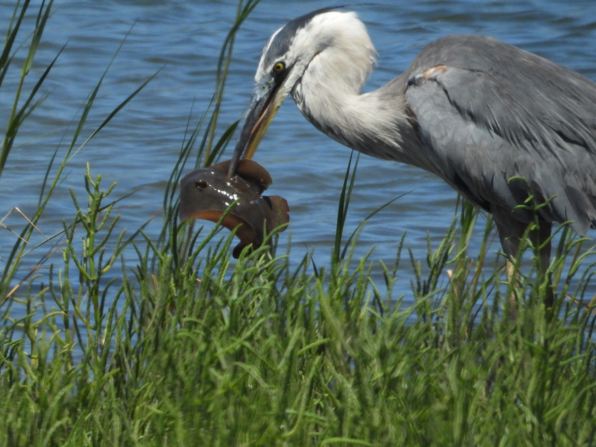 volavka velká - ML639733084