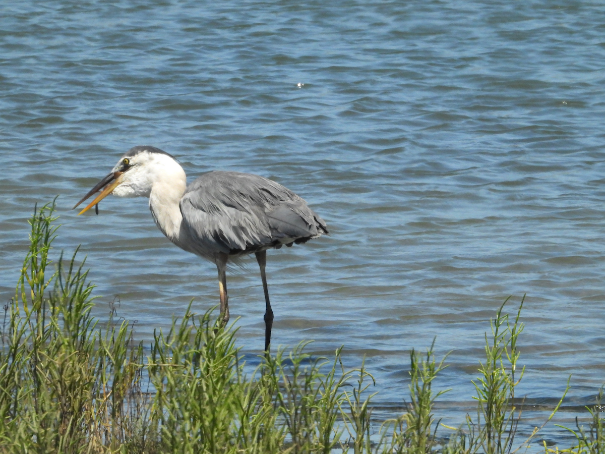 volavka velká - ML639733110