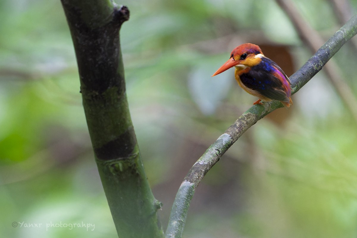 Black-backed Dwarf-Kingfisher - ML639733130