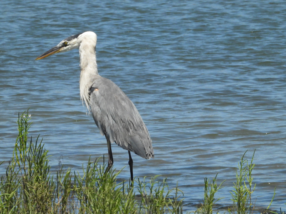 volavka velká - ML639733135