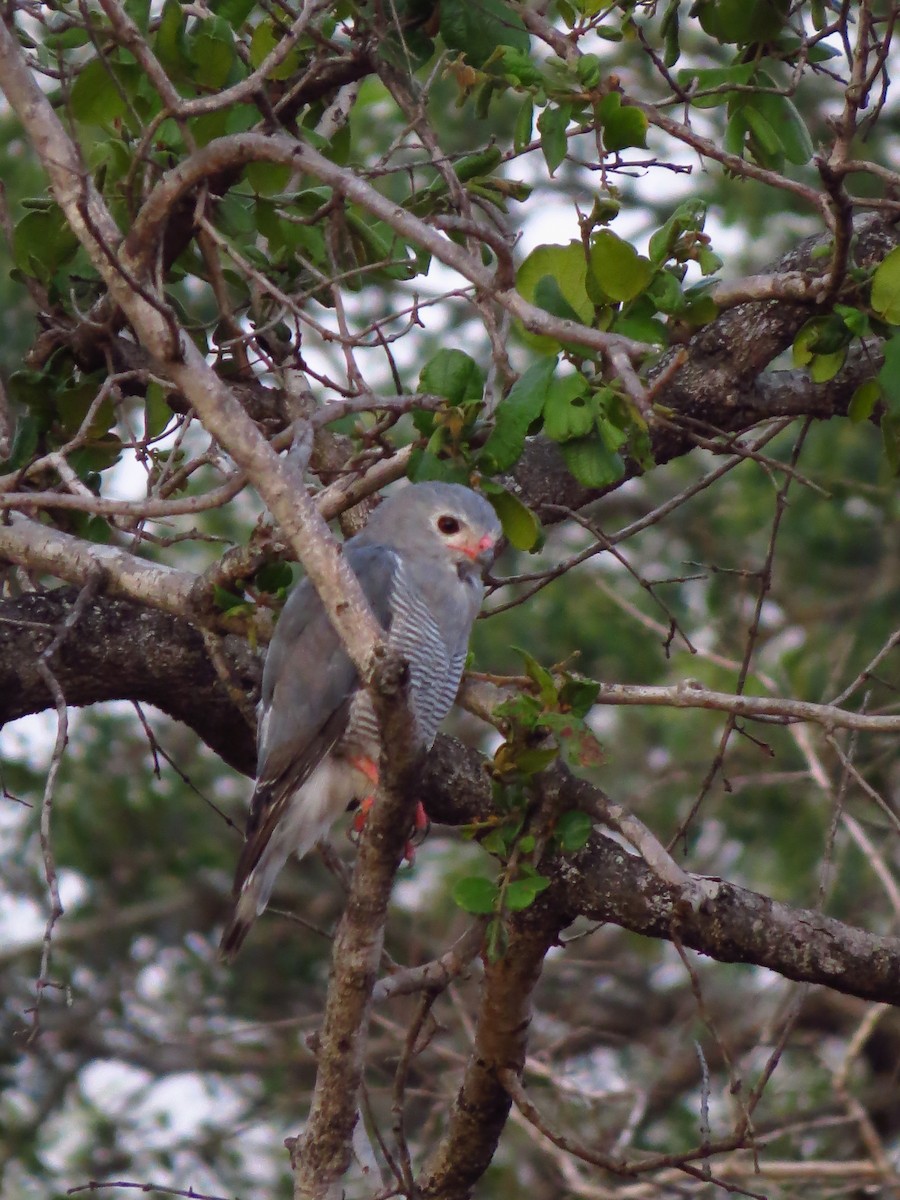 Lizard Buzzard - ML639733139