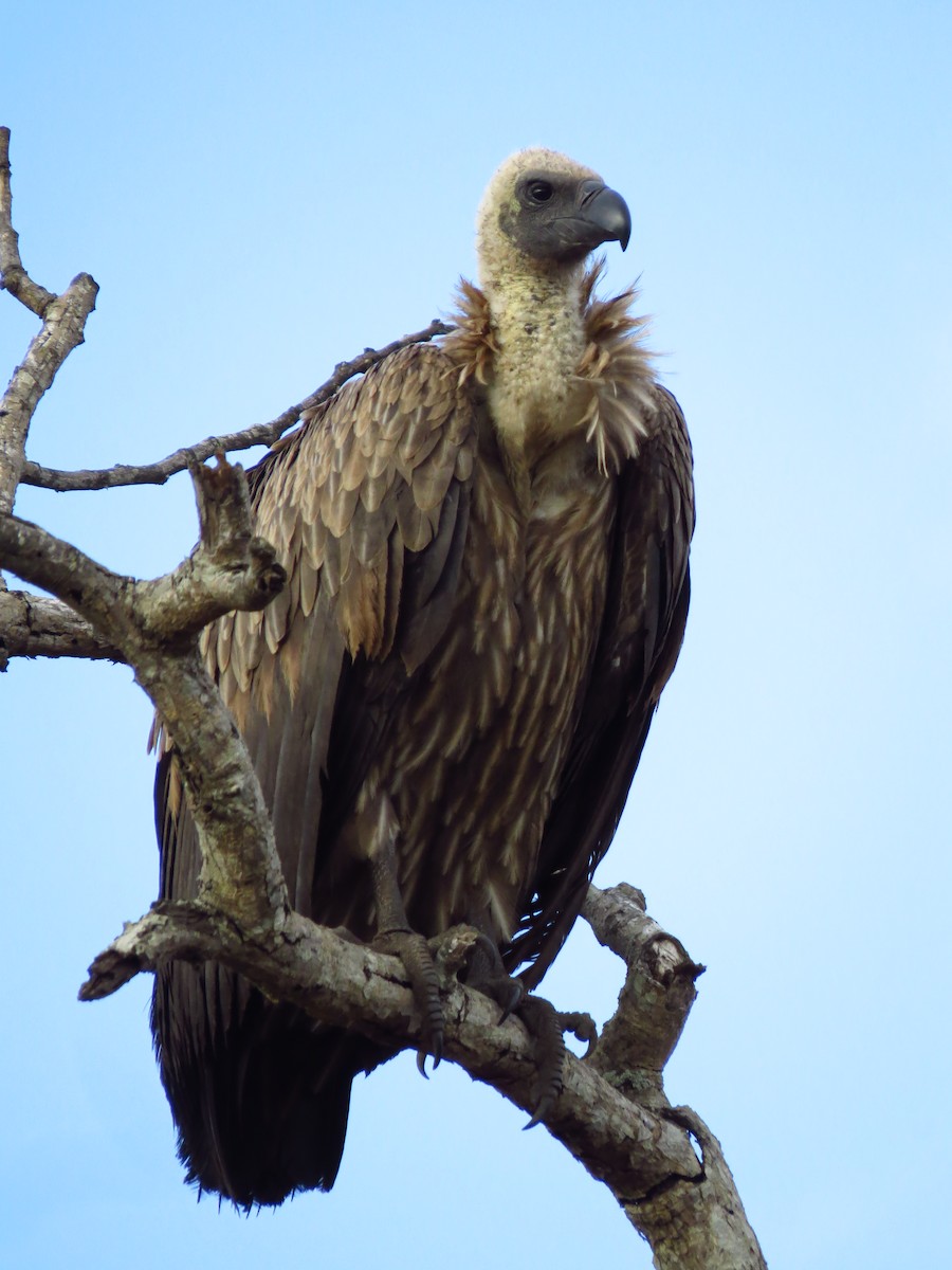 White-backed Vulture - ML639733185
