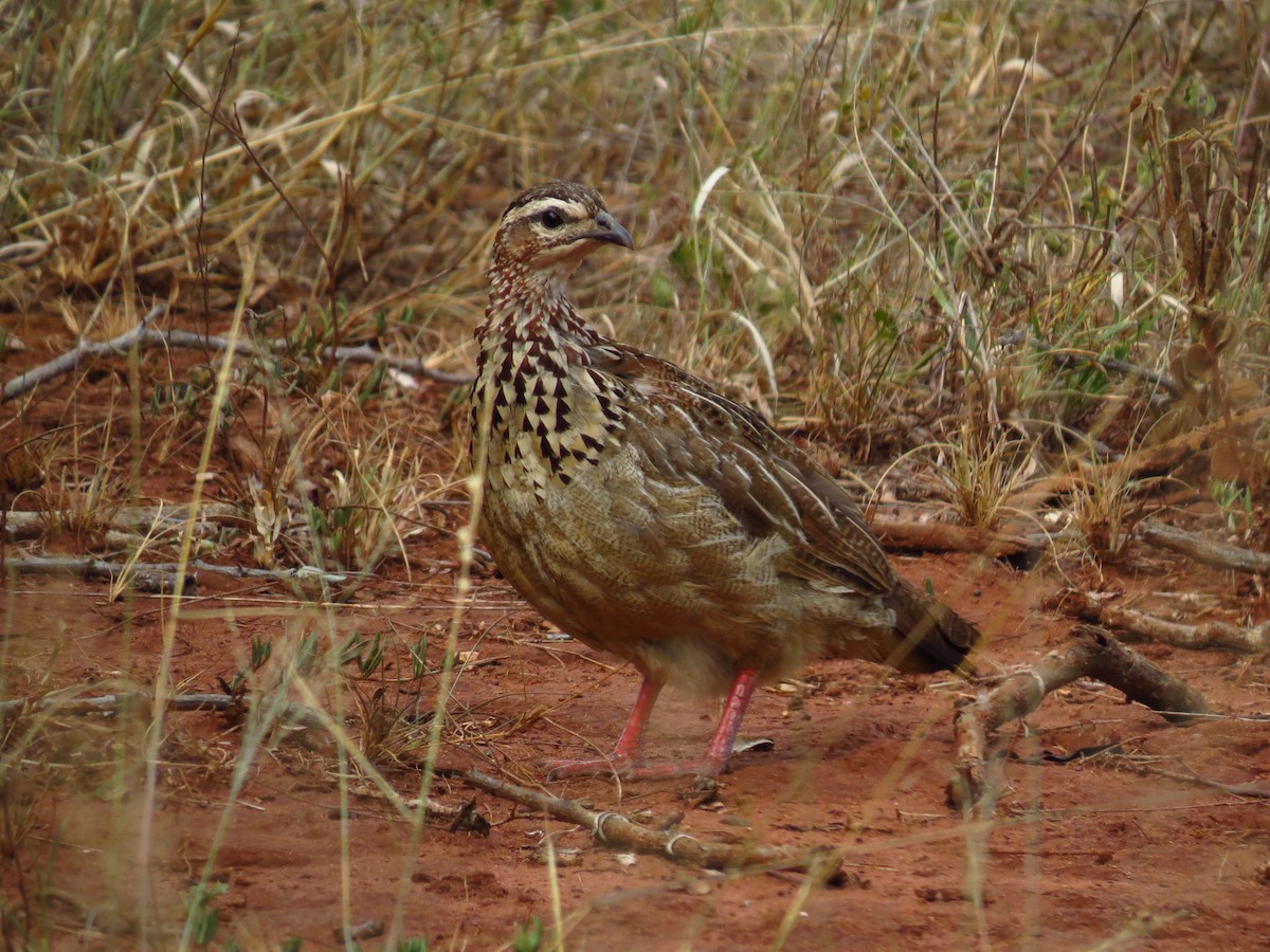 Crested Francolin - ML639733211
