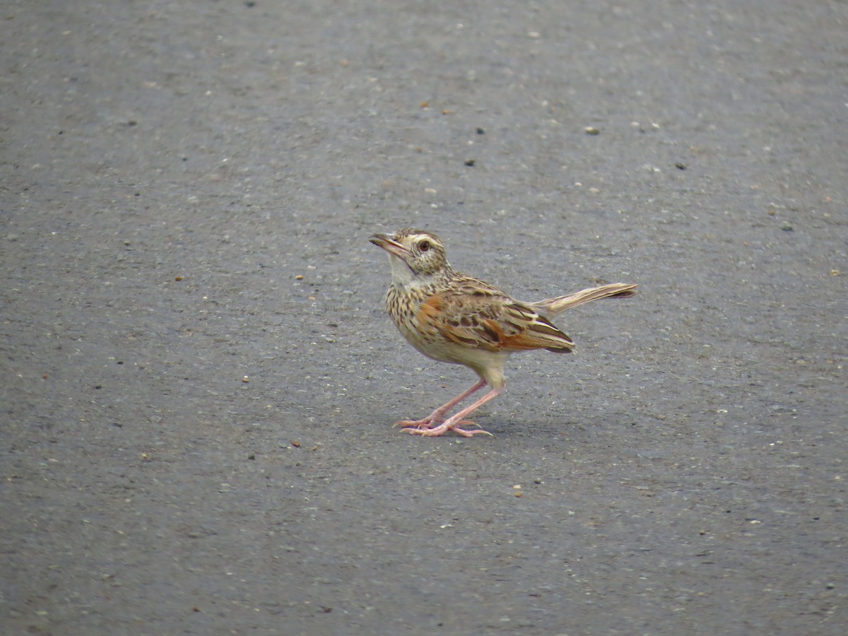 Rufous-naped Lark - ML639733258