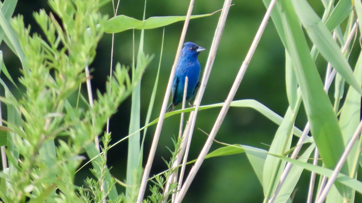 Indigo Bunting - ML639733264