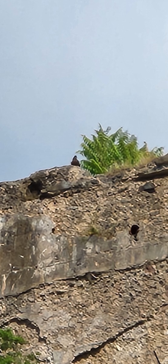 Peregrine Falcon - ML639733300