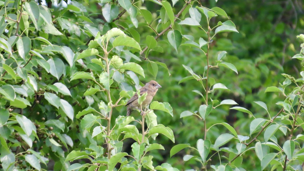 Blue Grosbeak - ML639733301