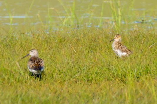Dunlin - ML639733391