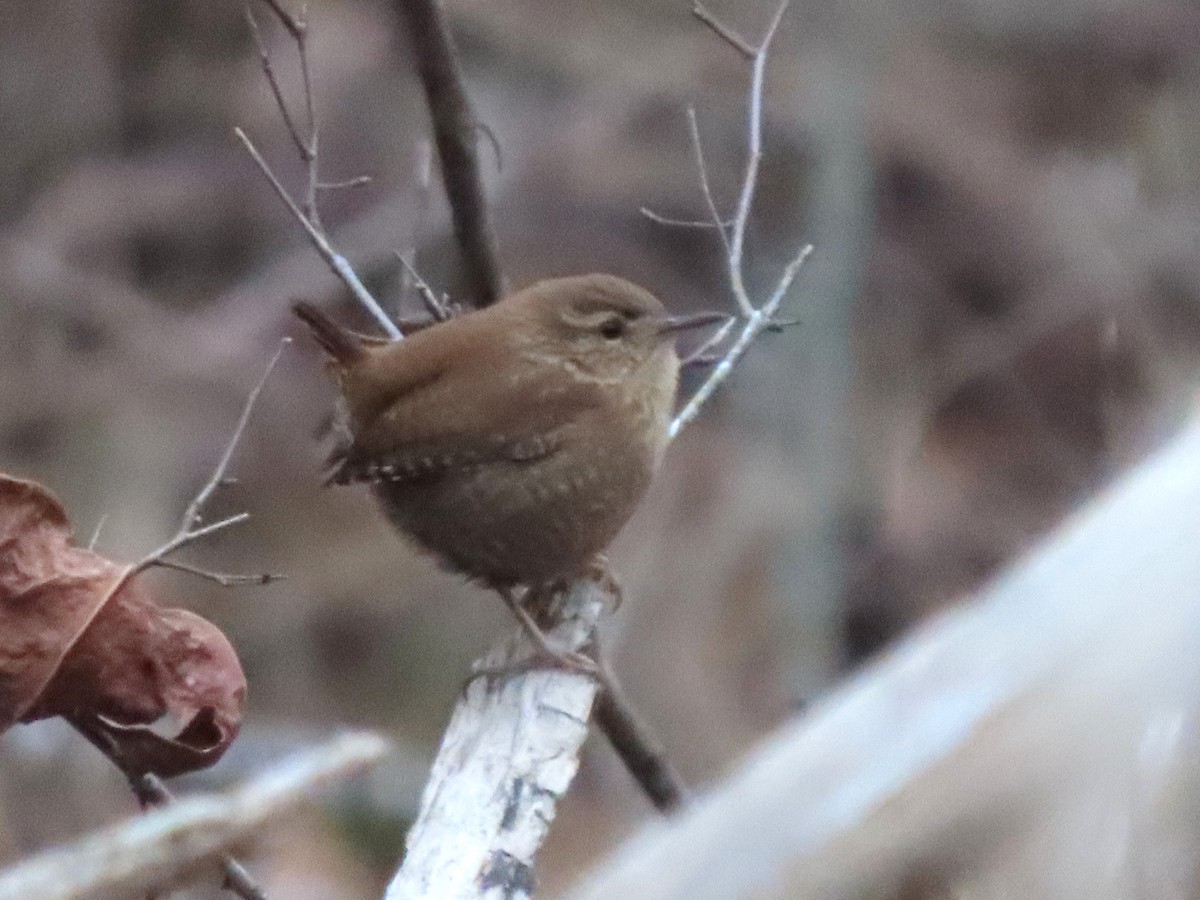 Winter Wren - ML639733409