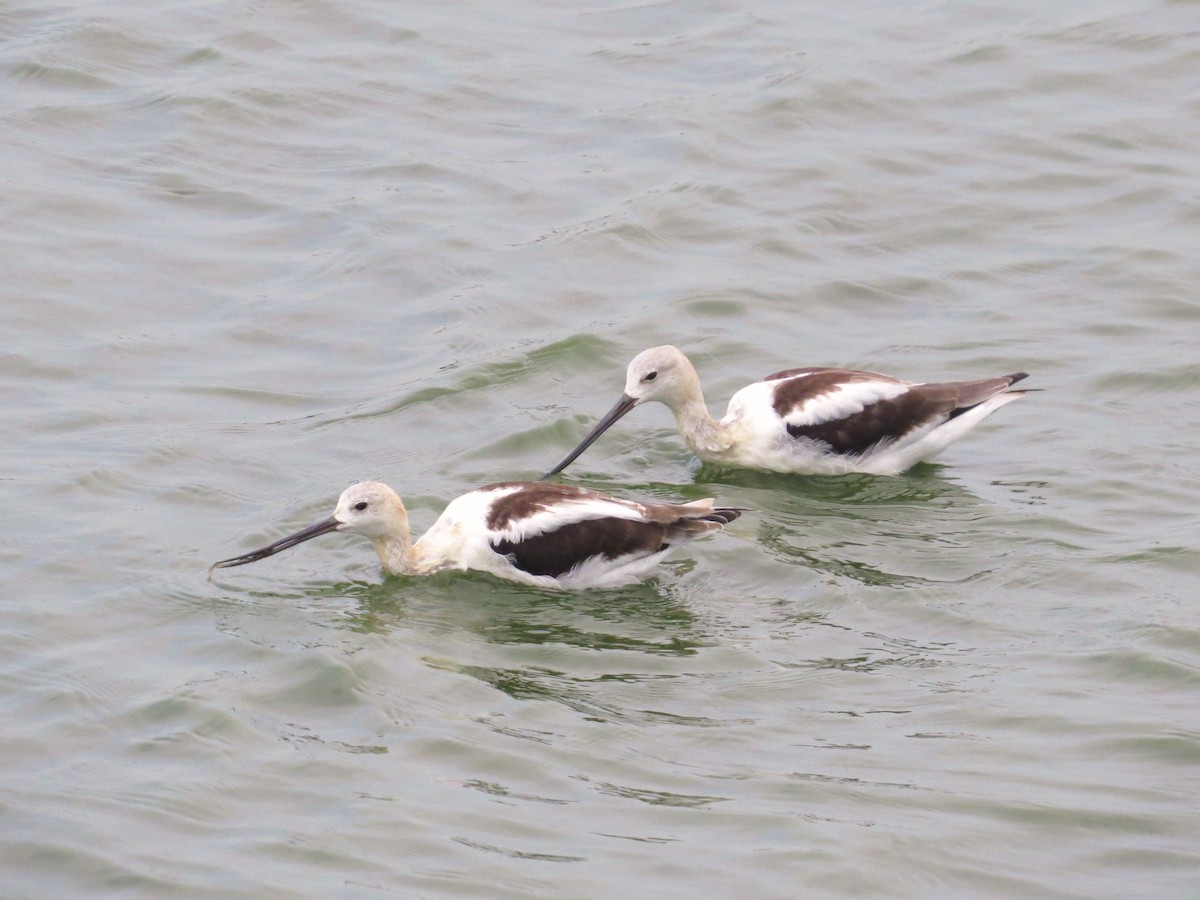 American Avocet - ML639733415