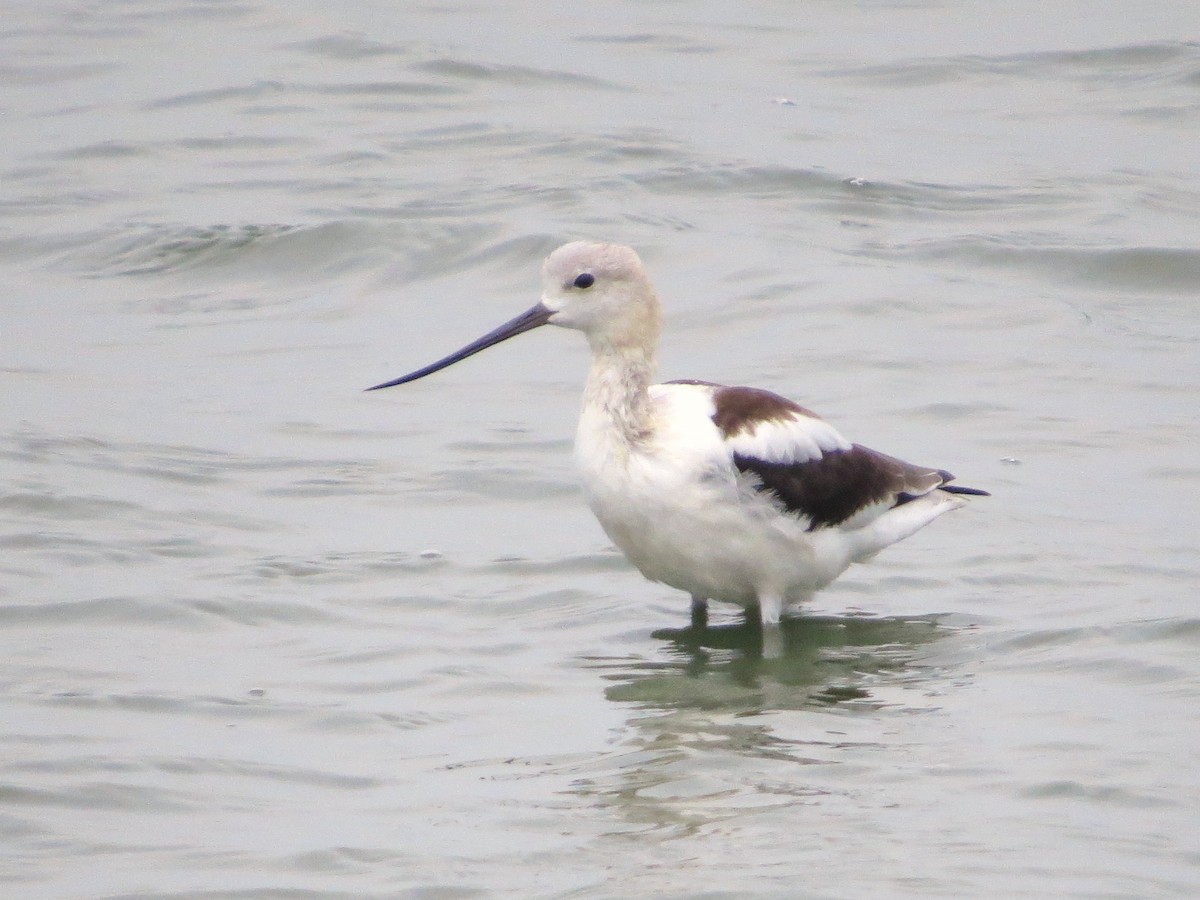 American Avocet - ML639733419