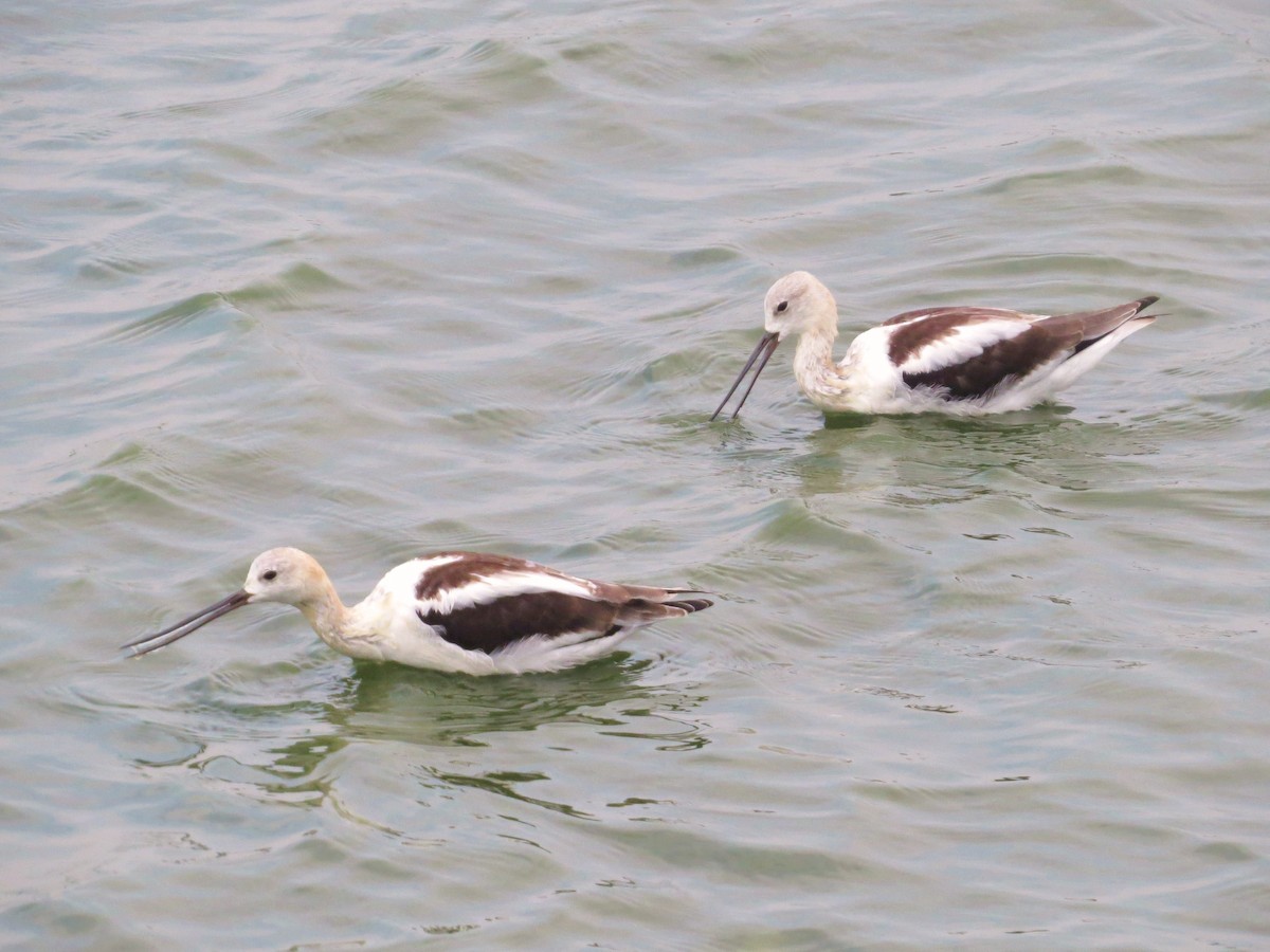 American Avocet - ML639733420