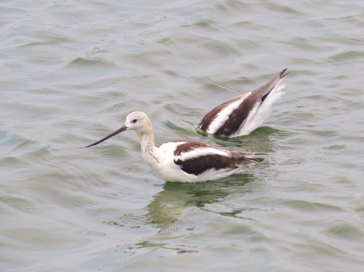 American Avocet - ML639733421
