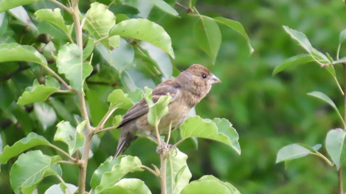 Blue Grosbeak - ML639733519