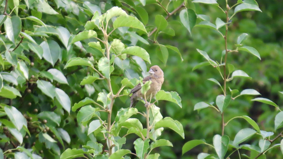 Blue Grosbeak - ML639733534