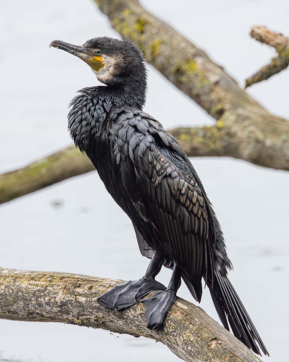 Тураг гогой - ML639733629