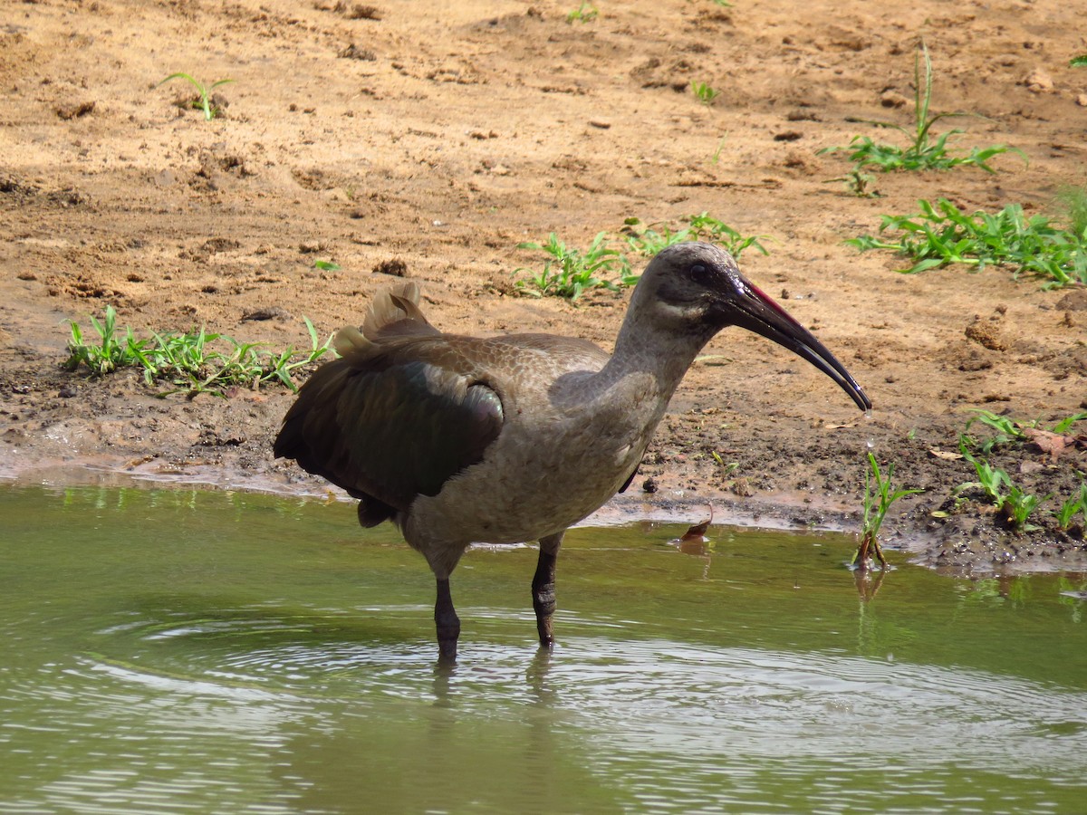Hadada Ibis - ML639733730