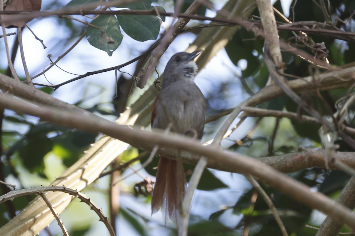 Plain-crowned Spinetail - ML639733736