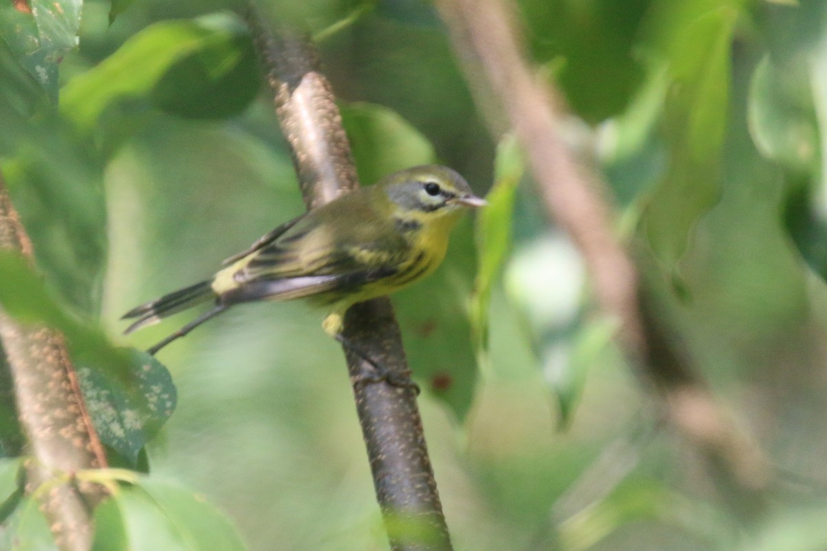 Prairie Warbler - ML639733743