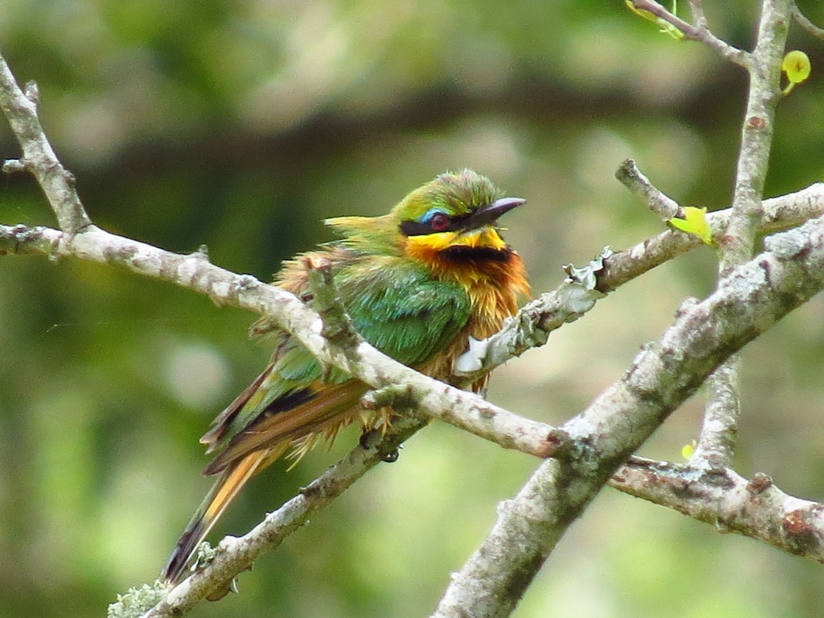 Little Bee-eater - ML639733758