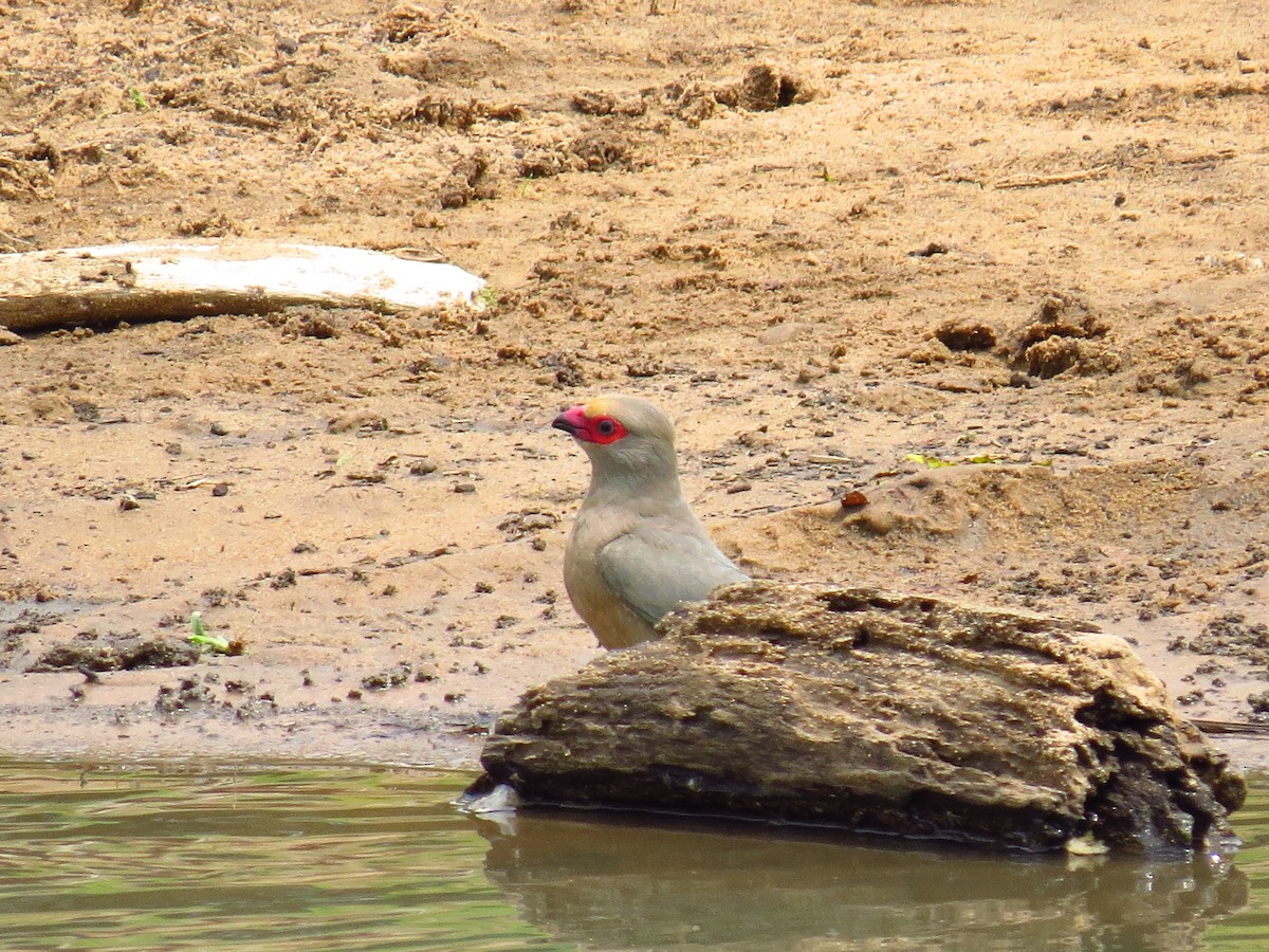 Red-faced Mousebird - ML639733777