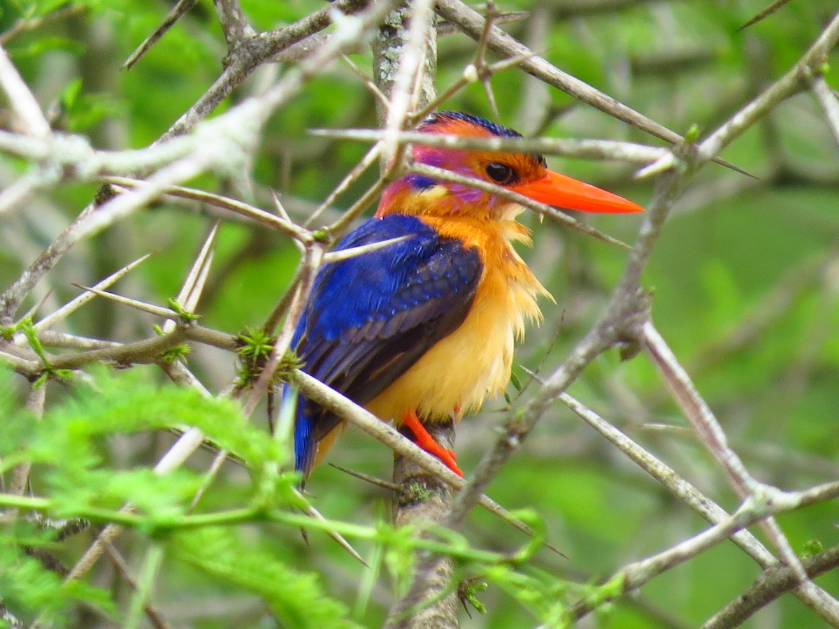 African Pygmy Kingfisher - ML639733800