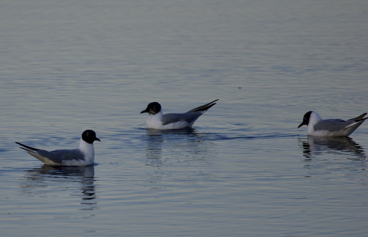 Bonaparte's Gull - ML639733821