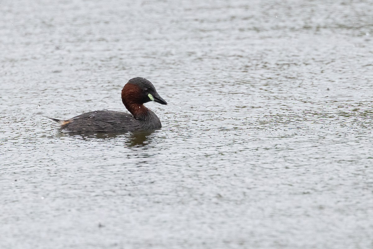 Хурган шунгуур - ML639733835