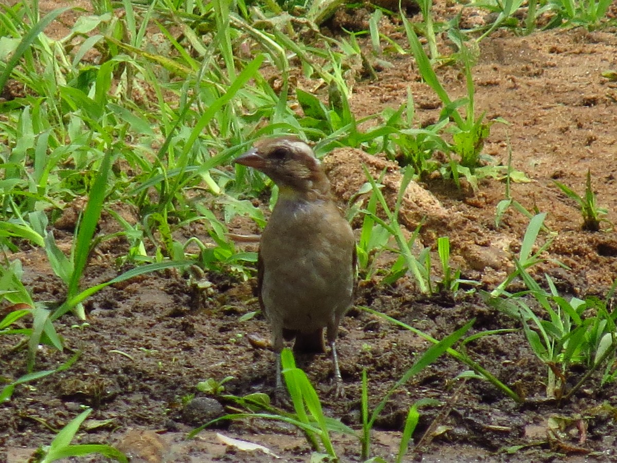 Yellow-throated Bush Sparrow - ML639733846