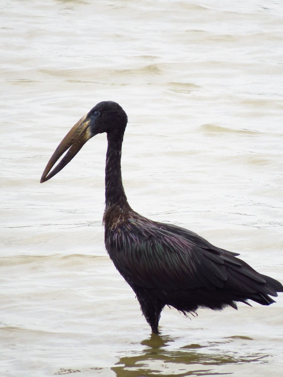 African Openbill - ML639733877