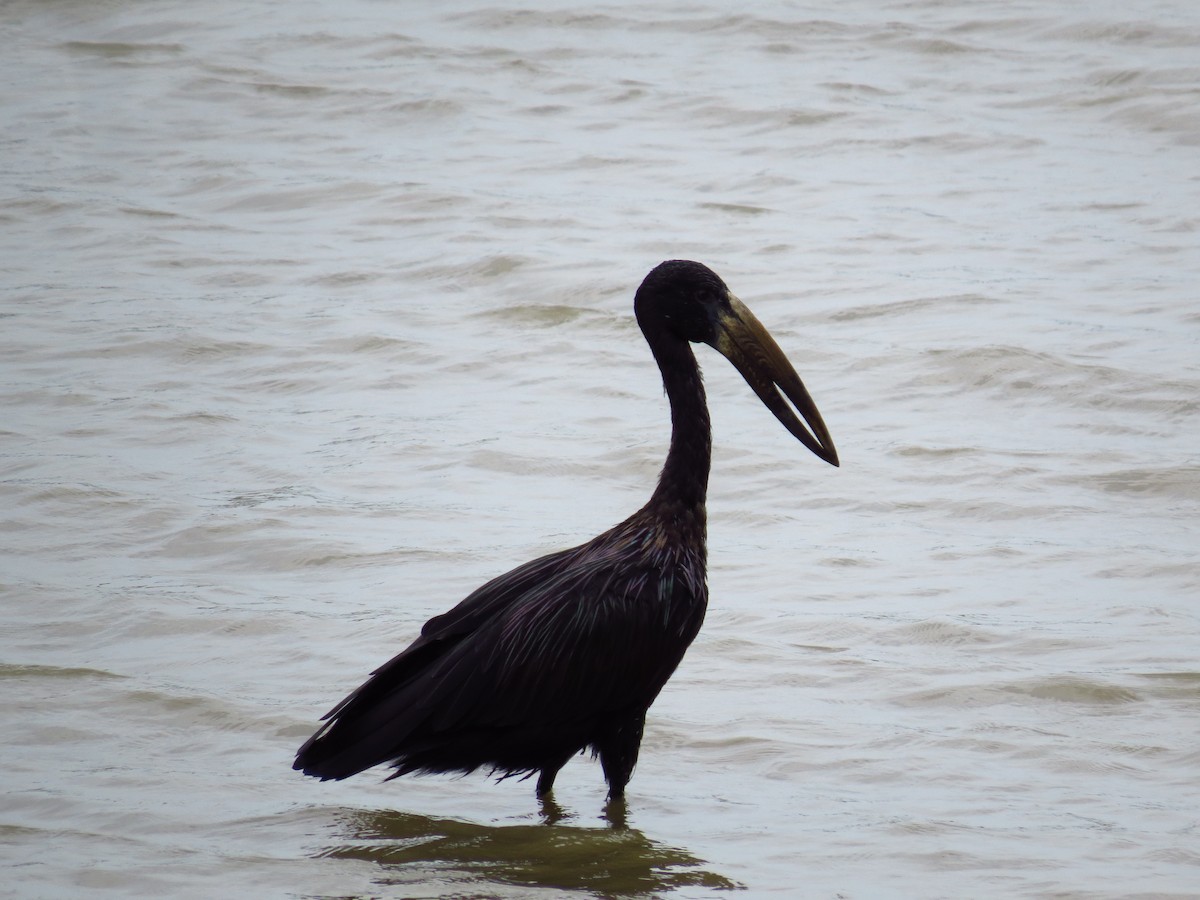 African Openbill - ML639733879