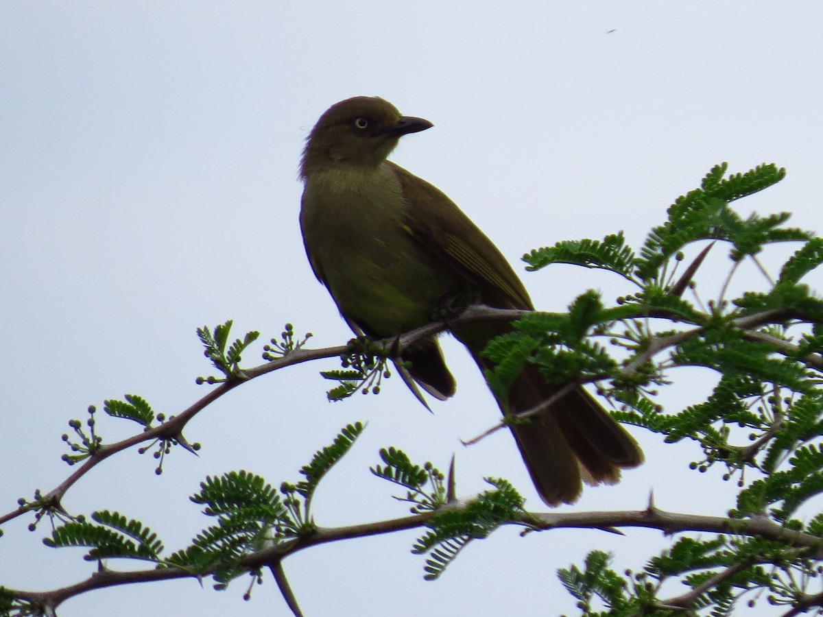Sombre Greenbul - ML639733909